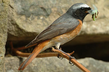 De Gekraagde roodstaart